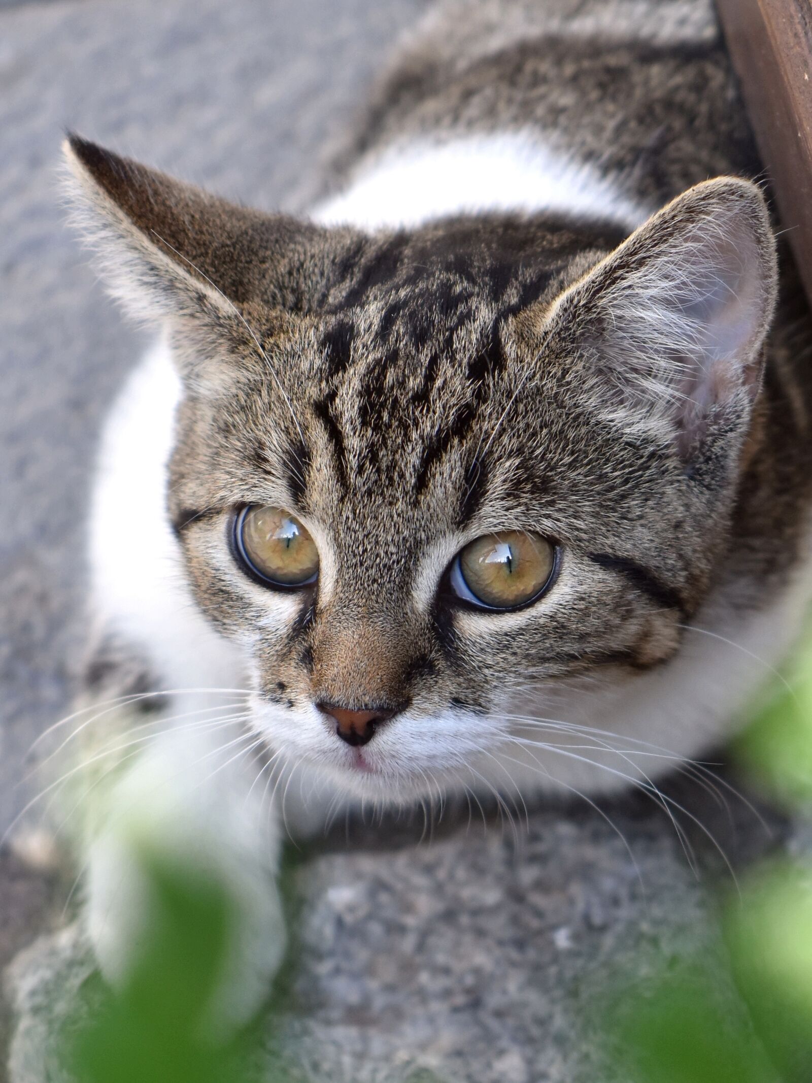 Nikon D5600 sample photo. Cat, mieze, pet photography