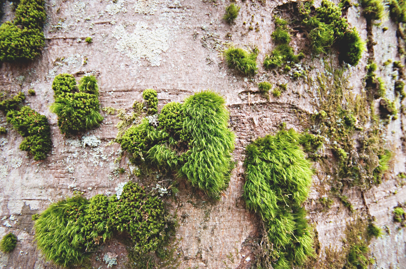 Nikon D300 sample photo. Bark, botanical, close, up photography