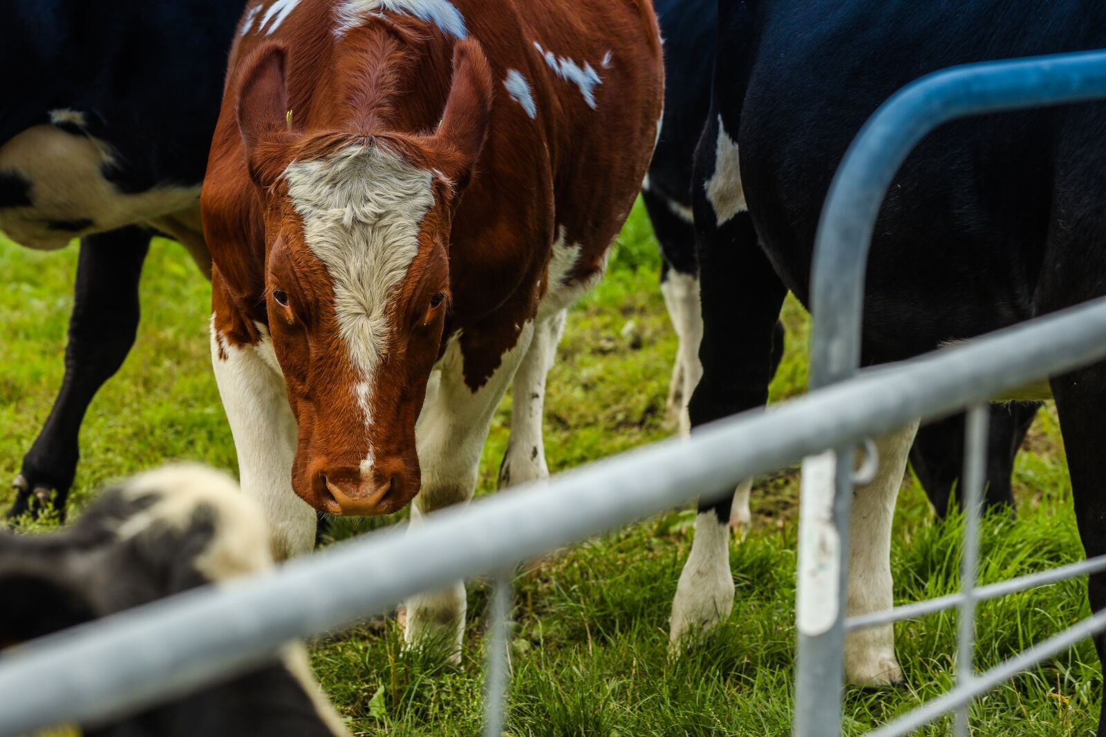 Canon EF 135mm F2L USM sample photo. Cow, animals, fence photography