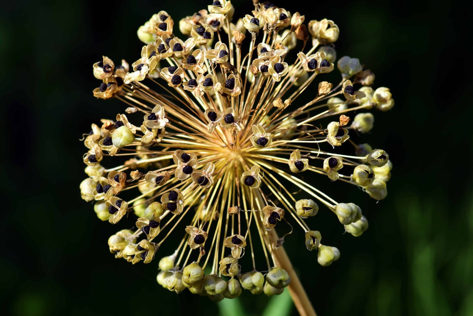 Nikon D3300 sample photo. Nature, wild flower, seed photography