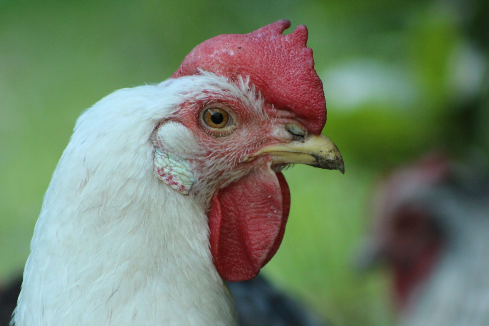 Canon EOS 700D (EOS Rebel T5i / EOS Kiss X7i) sample photo. Chicken, hen, poultry photography