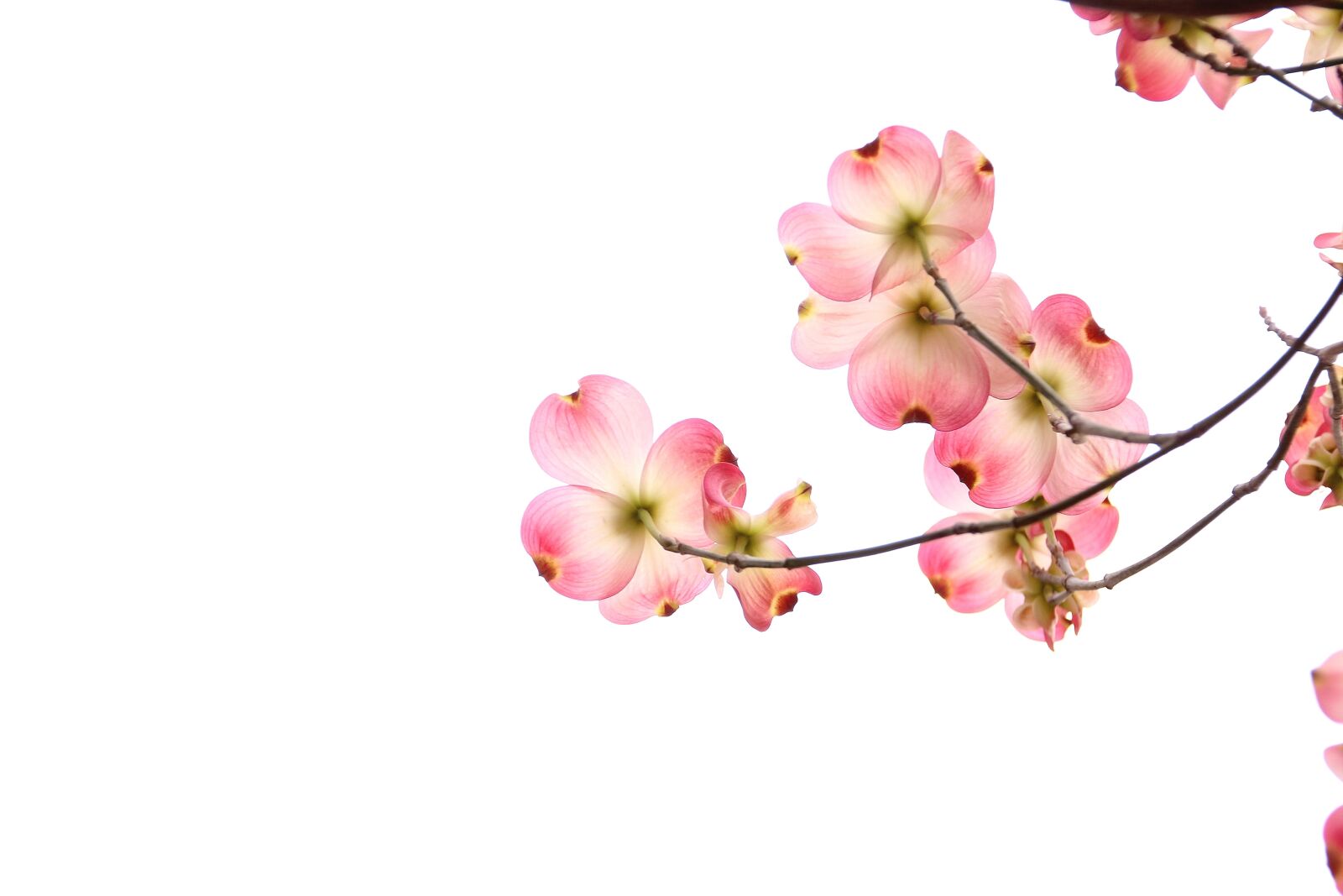 Canon EOS 700D (EOS Rebel T5i / EOS Kiss X7i) sample photo. Flowers, white, background photography