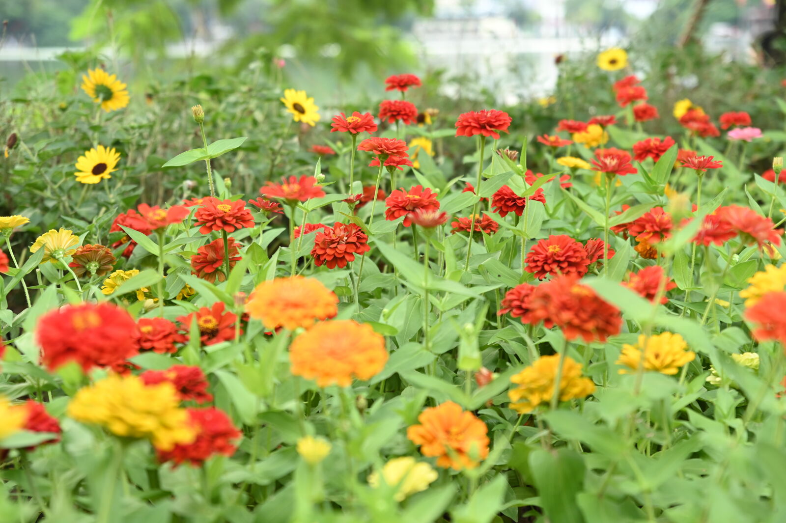 Nikon D780 sample photo
