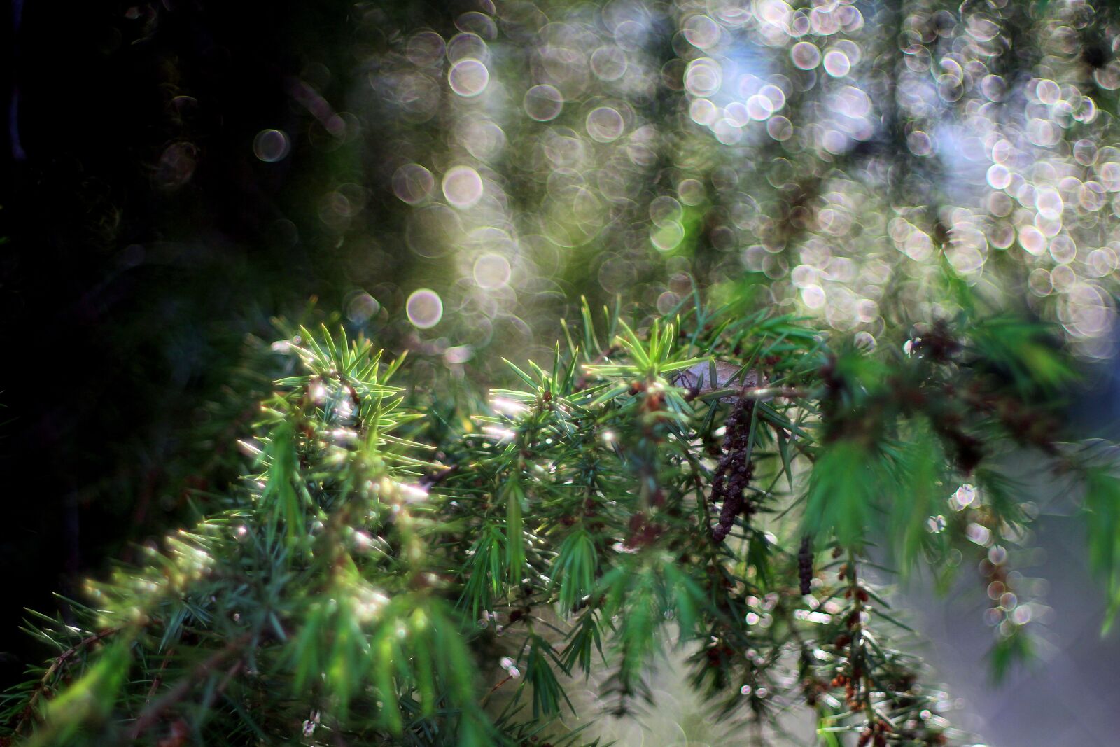 Canon EOS 1200D (EOS Rebel T5 / EOS Kiss X70 / EOS Hi) sample photo. Bokeh, forest, sprig photography