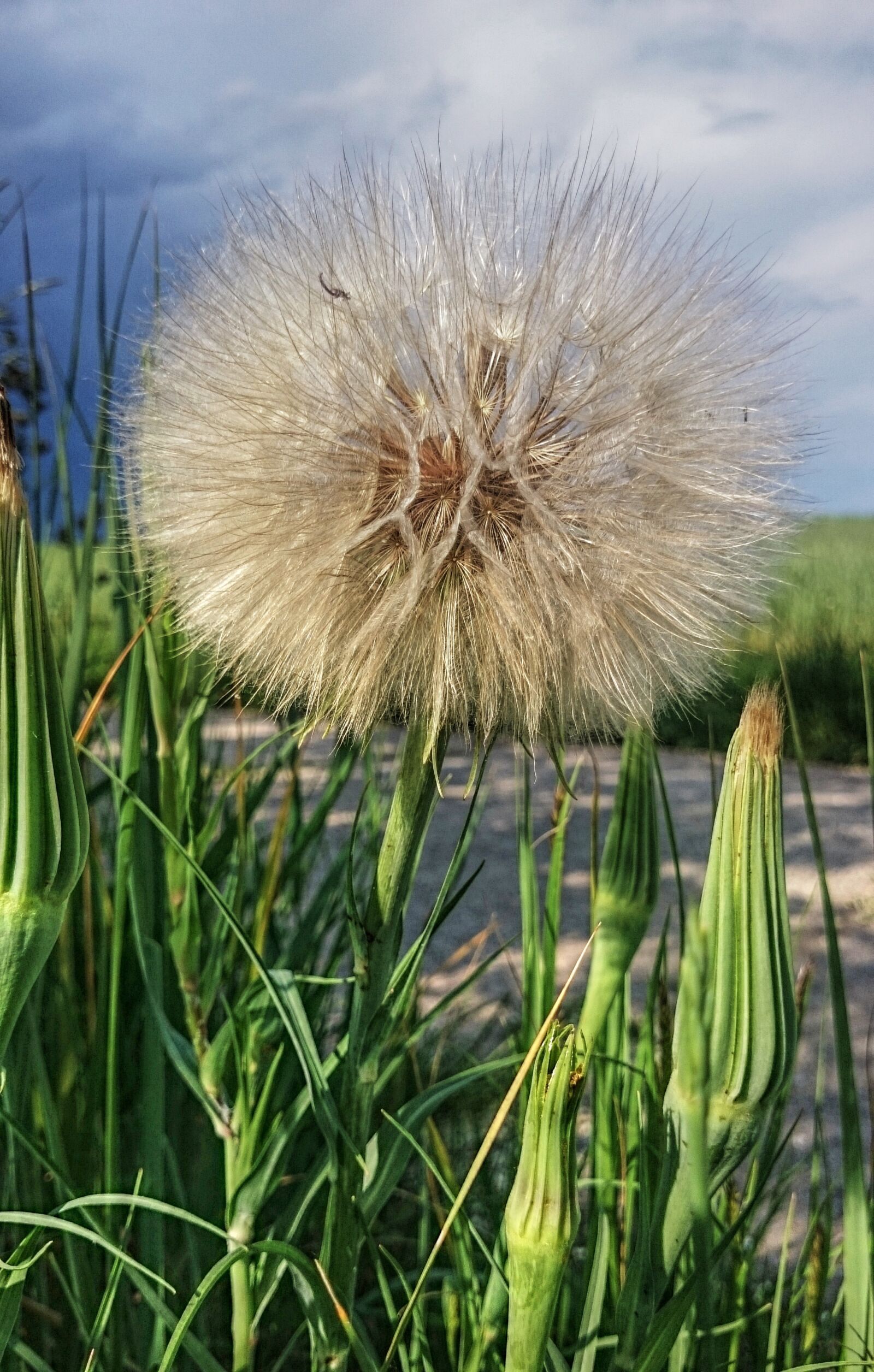Sony Xperia Z1 Compact sample photo. Dandelion, the beauty of photography