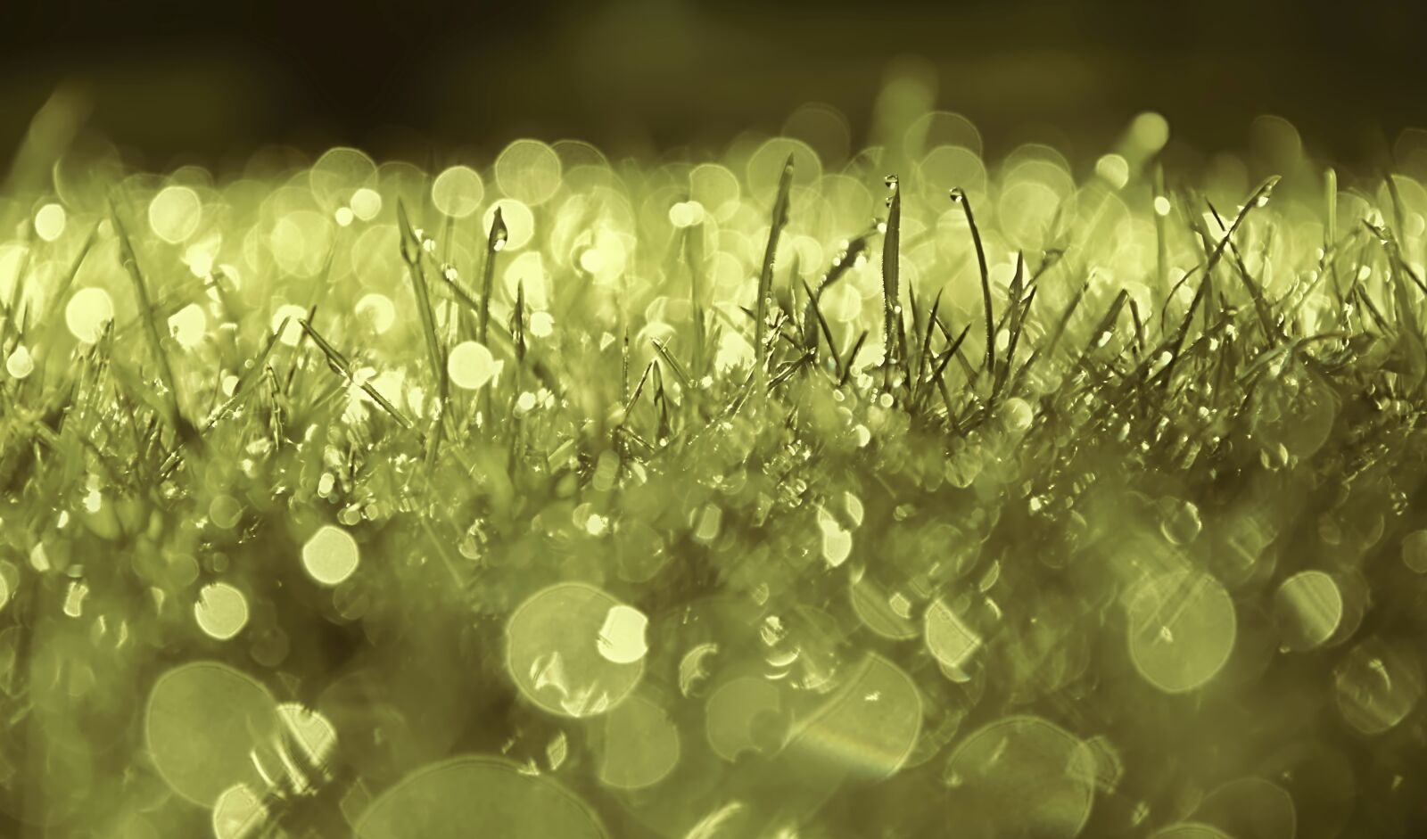 Nikon D5600 sample photo. Grass, dew, dewdrop photography