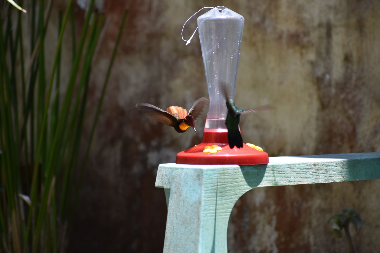 Nikon D3400 sample photo. Hummingbird, tropical, flight photography