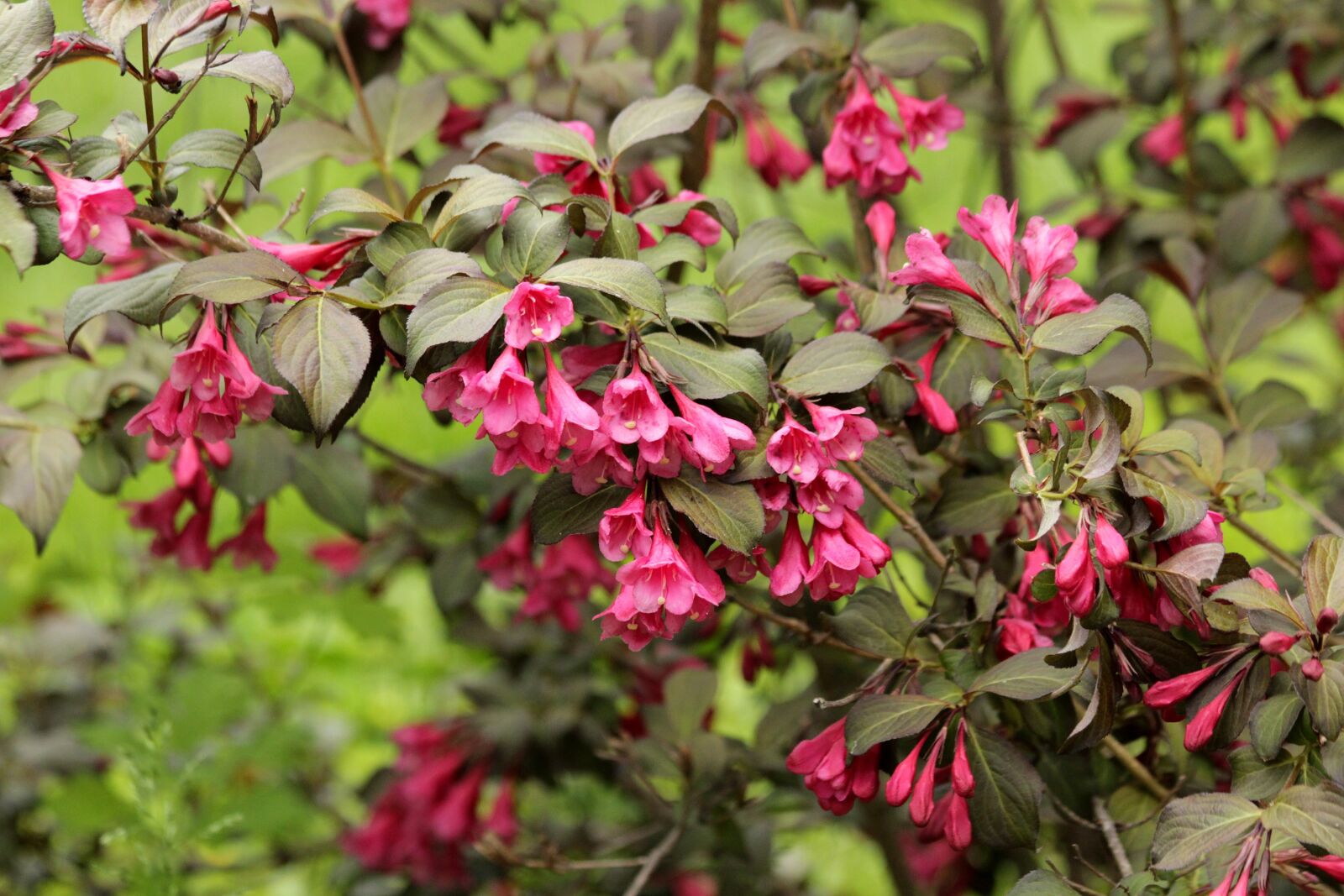 Canon EOS 650D (EOS Rebel T4i / EOS Kiss X6i) sample photo. Weigela, shrub, bloom photography