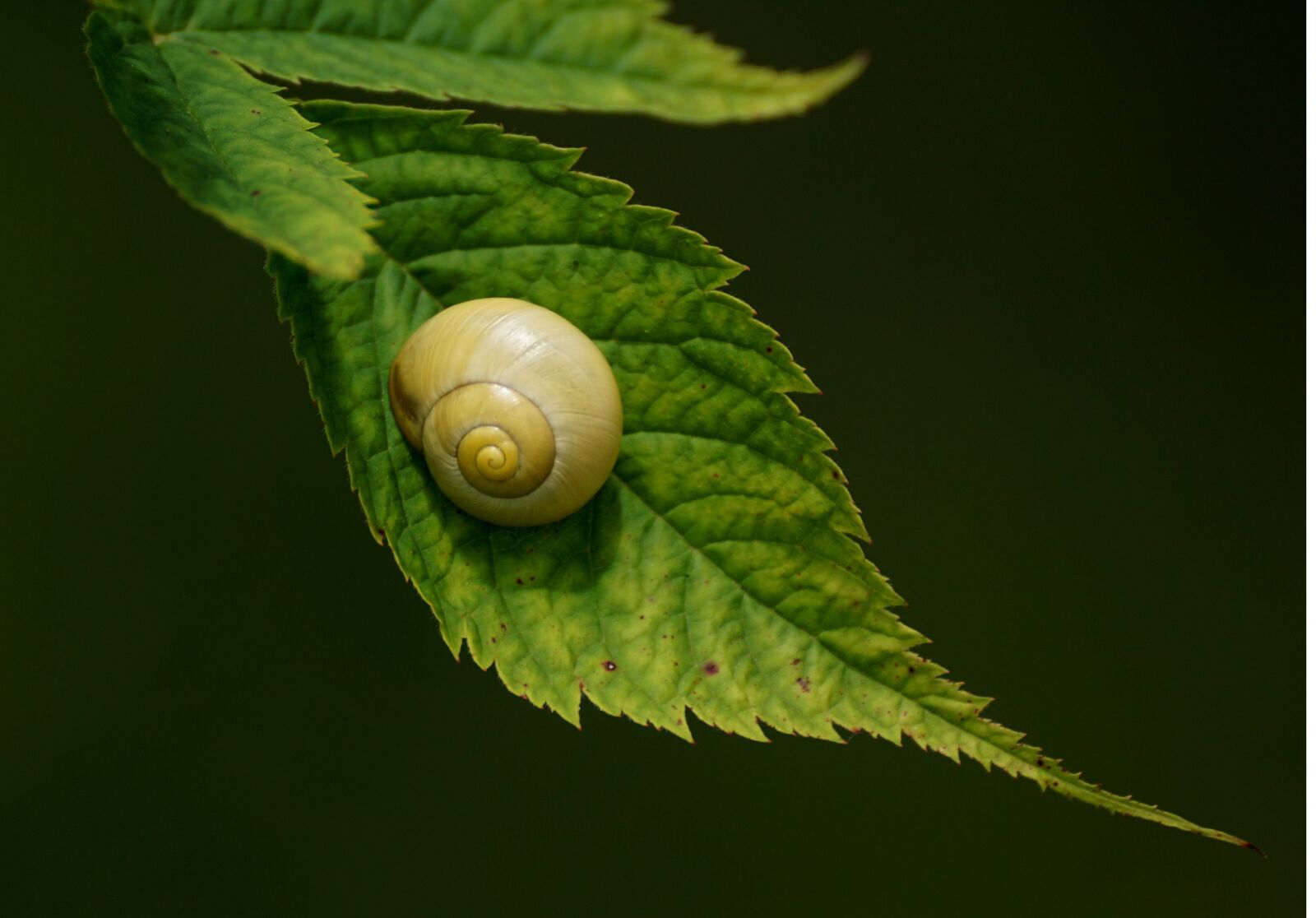 Sony DT 55-300mm F4.5-5.6 SAM sample photo. Snails, reptiles, mollusk photography