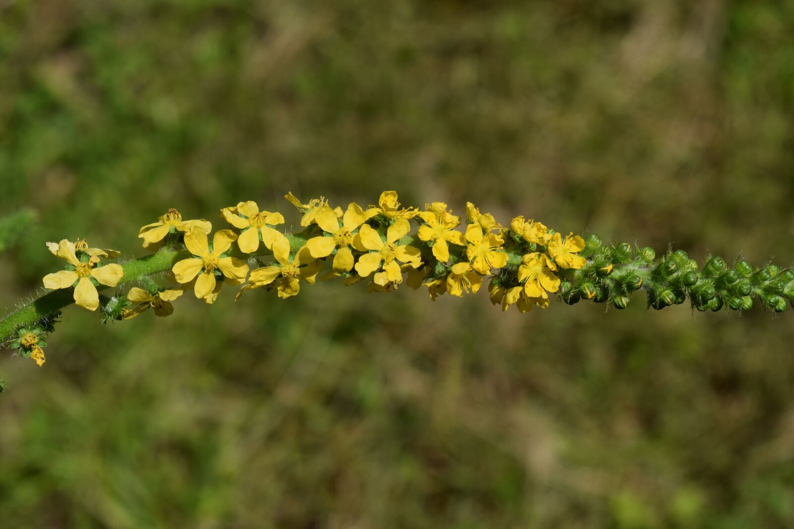 Nikon D3300 sample photo. Blossom, bloom, yellow photography