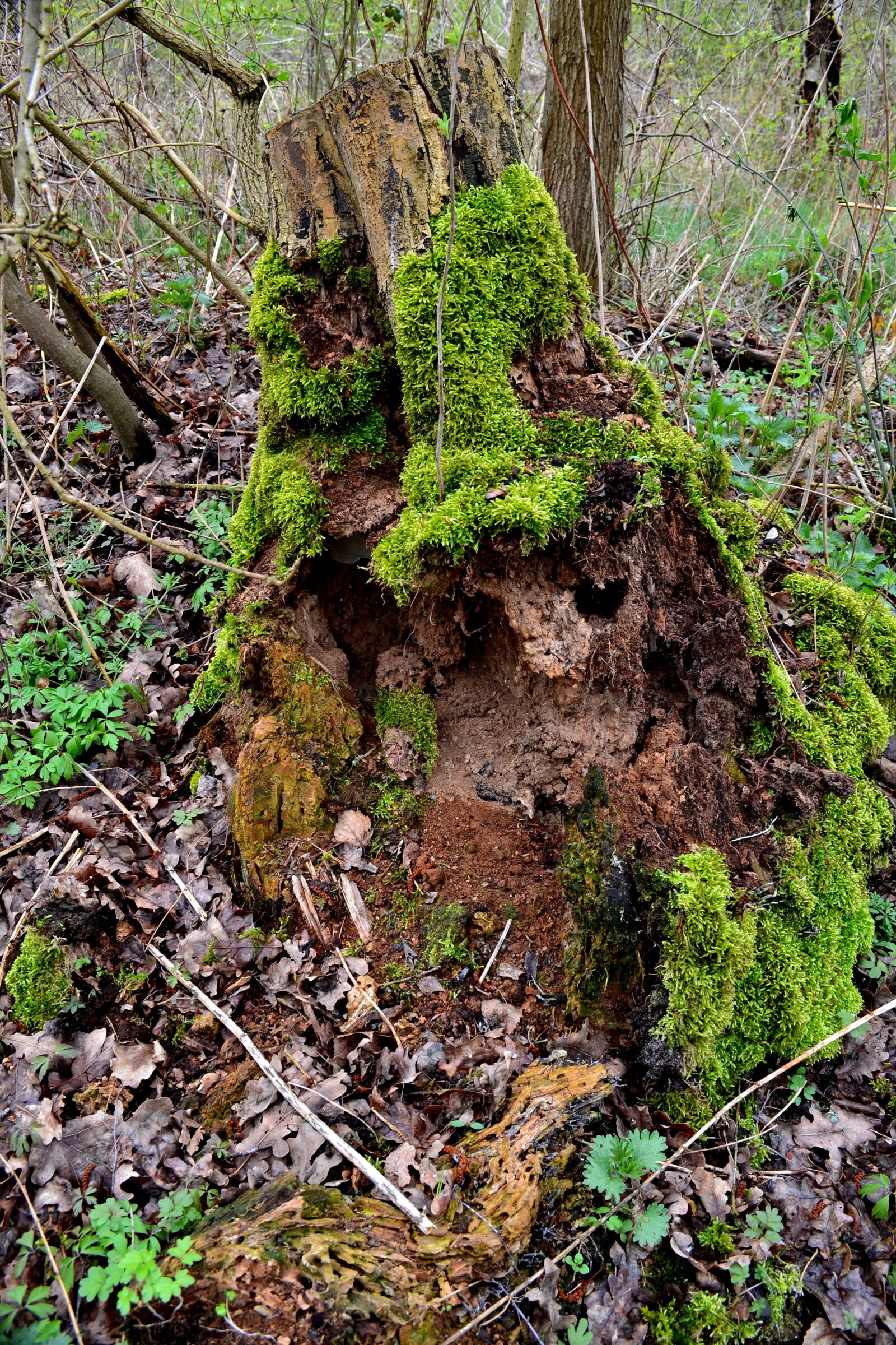 Nikon D3100 sample photo. Tree, forest, moss photography