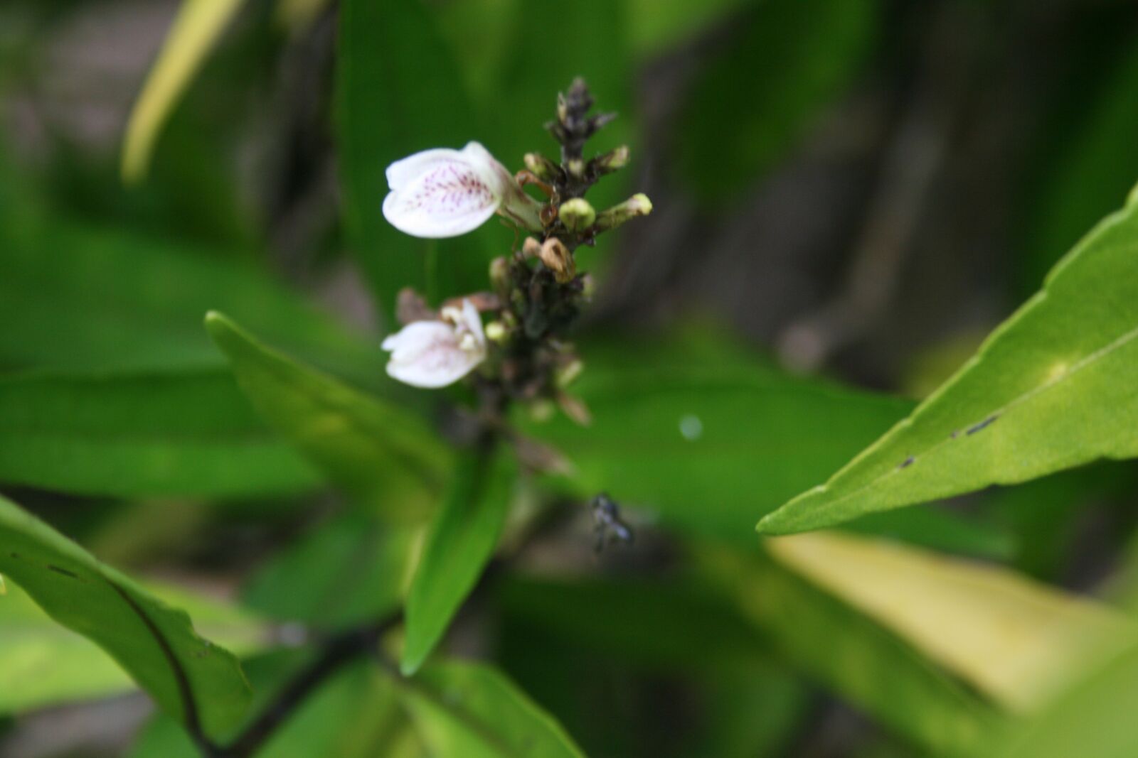 Canon EOS 400D (EOS Digital Rebel XTi / EOS Kiss Digital X) sample photo. Australian stingless bee, nature photography