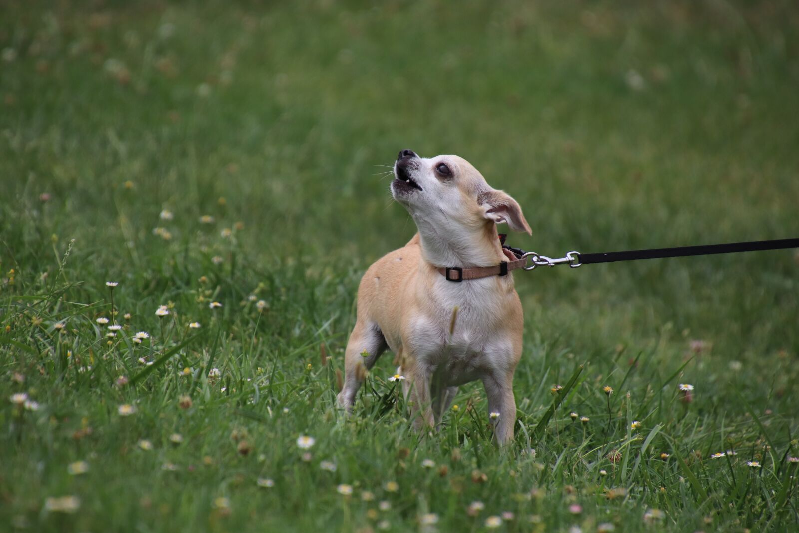 Canon EOS 800D (EOS Rebel T7i / EOS Kiss X9i) sample photo. Dog, canine, domestic photography
