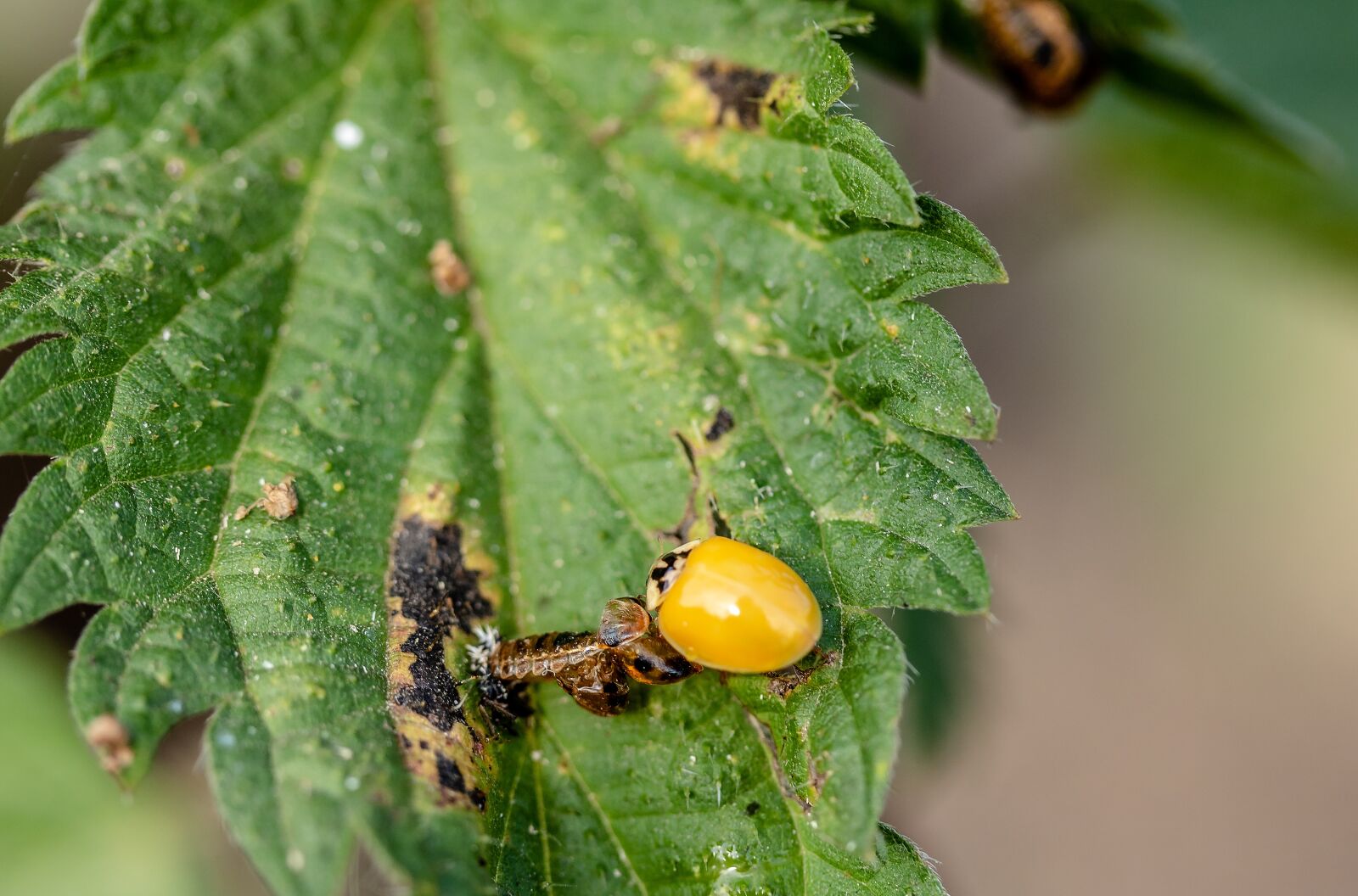 Canon EF-S 60mm F2.8 Macro USM sample photo. Ladybug, freshly hatched, void photography