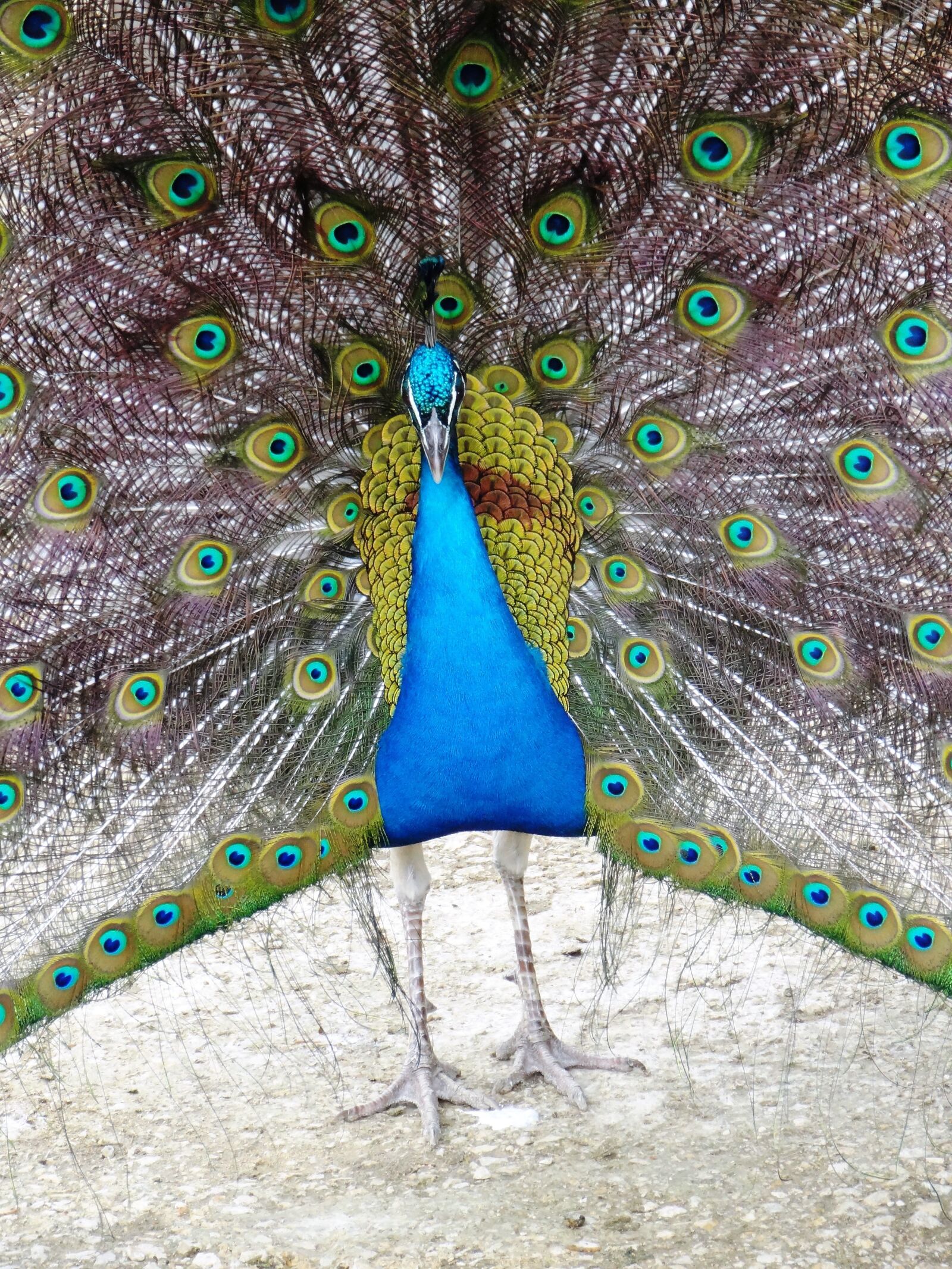 Sony Cyber-shot DSC-HX9V sample photo. Peacock, bird, feather photography