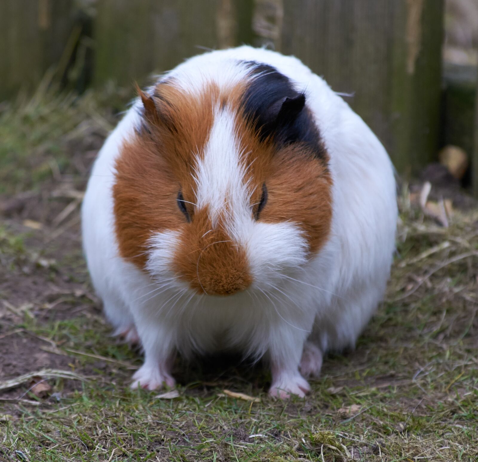 Nikon D5300 sample photo. Guinea pig, rodent, mammals photography