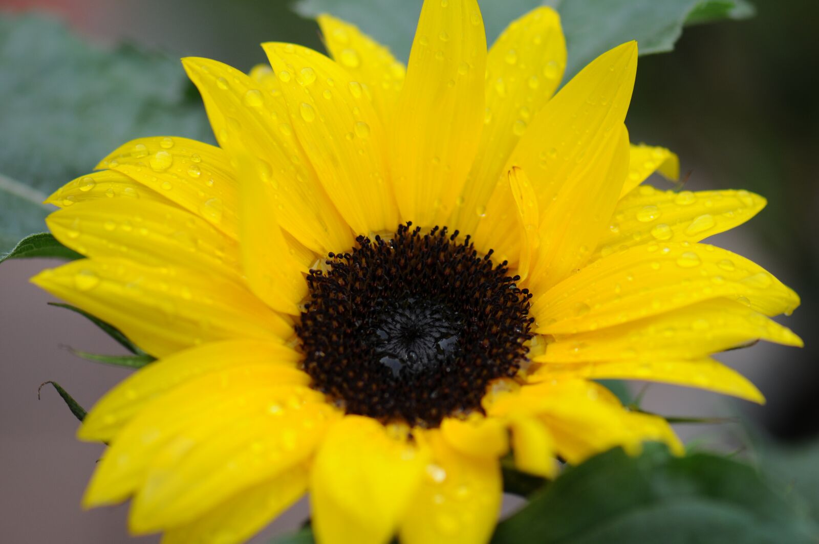 Nikon D300 sample photo. Macro, flower, nature photography