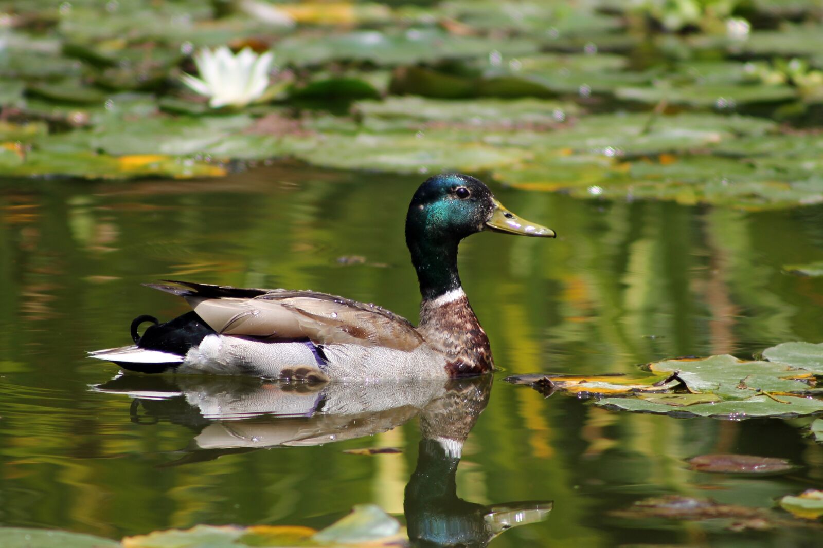 Canon EF 75-300mm f/4-5.6 sample photo. Duck, mallard, pond photography
