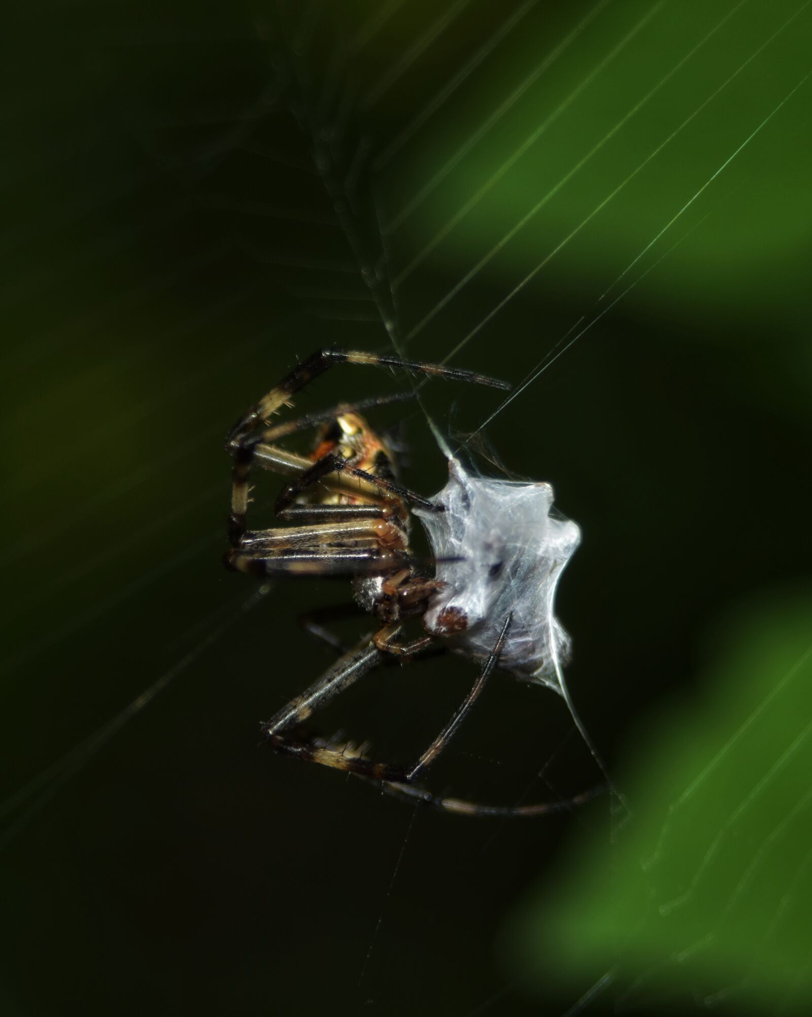 Nikon D5500 sample photo. Arthropoda, arachnida, spider photography