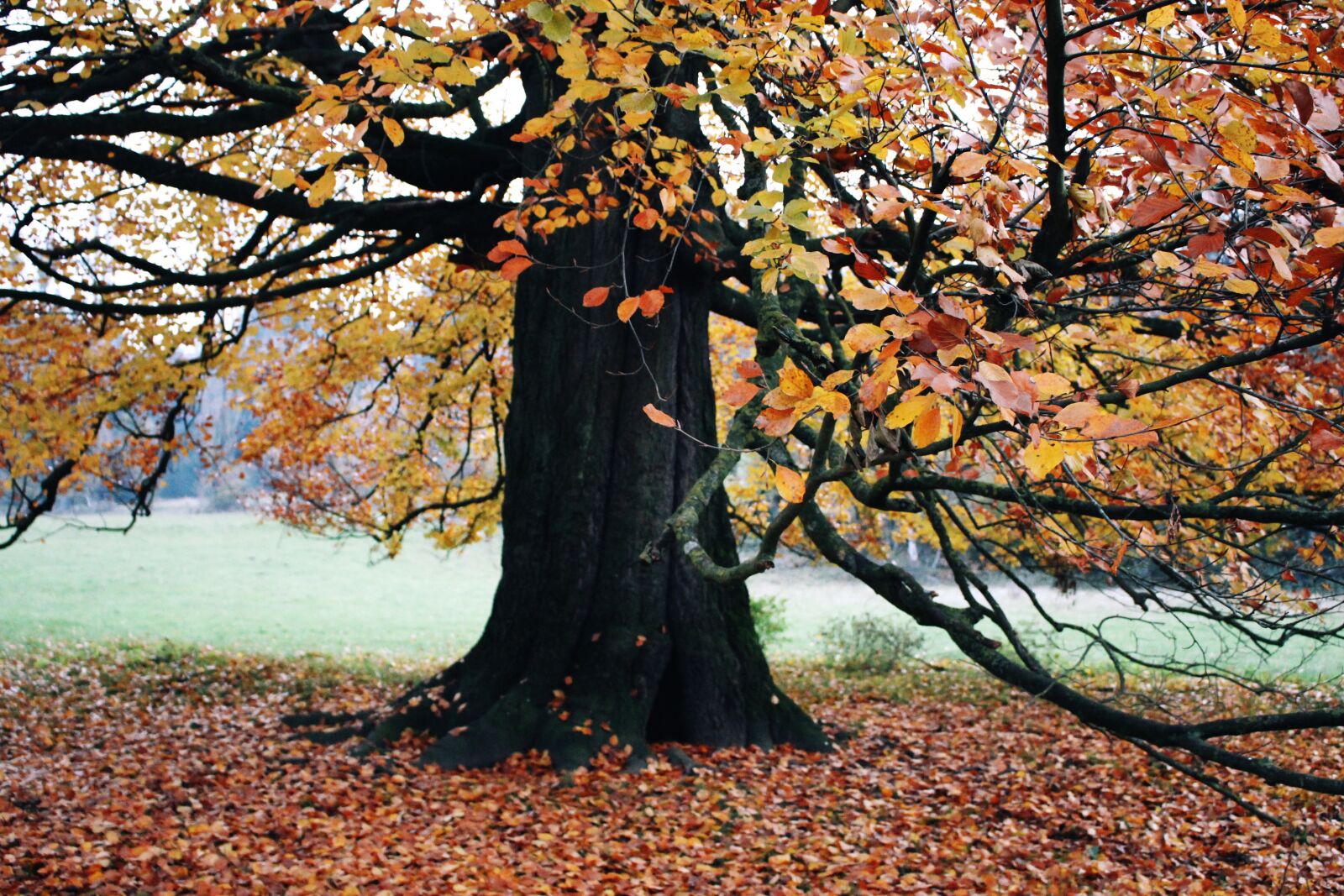 Canon EOS 700D (EOS Rebel T5i / EOS Kiss X7i) sample photo. Tree, leaves, colorful photography