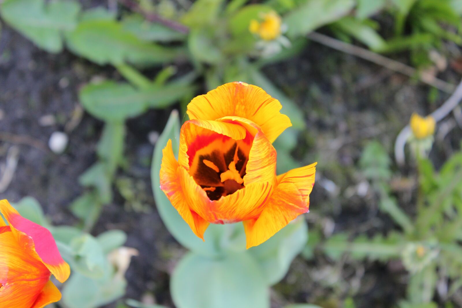 Canon EOS 600D (Rebel EOS T3i / EOS Kiss X5) sample photo. Tulip, orange, red photography