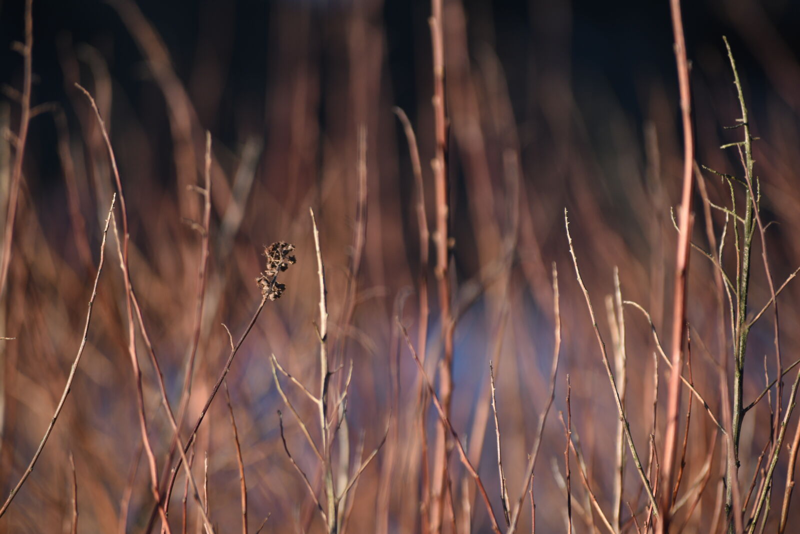 Nikon D5500 sample photo. Morning sunshine bushes photography