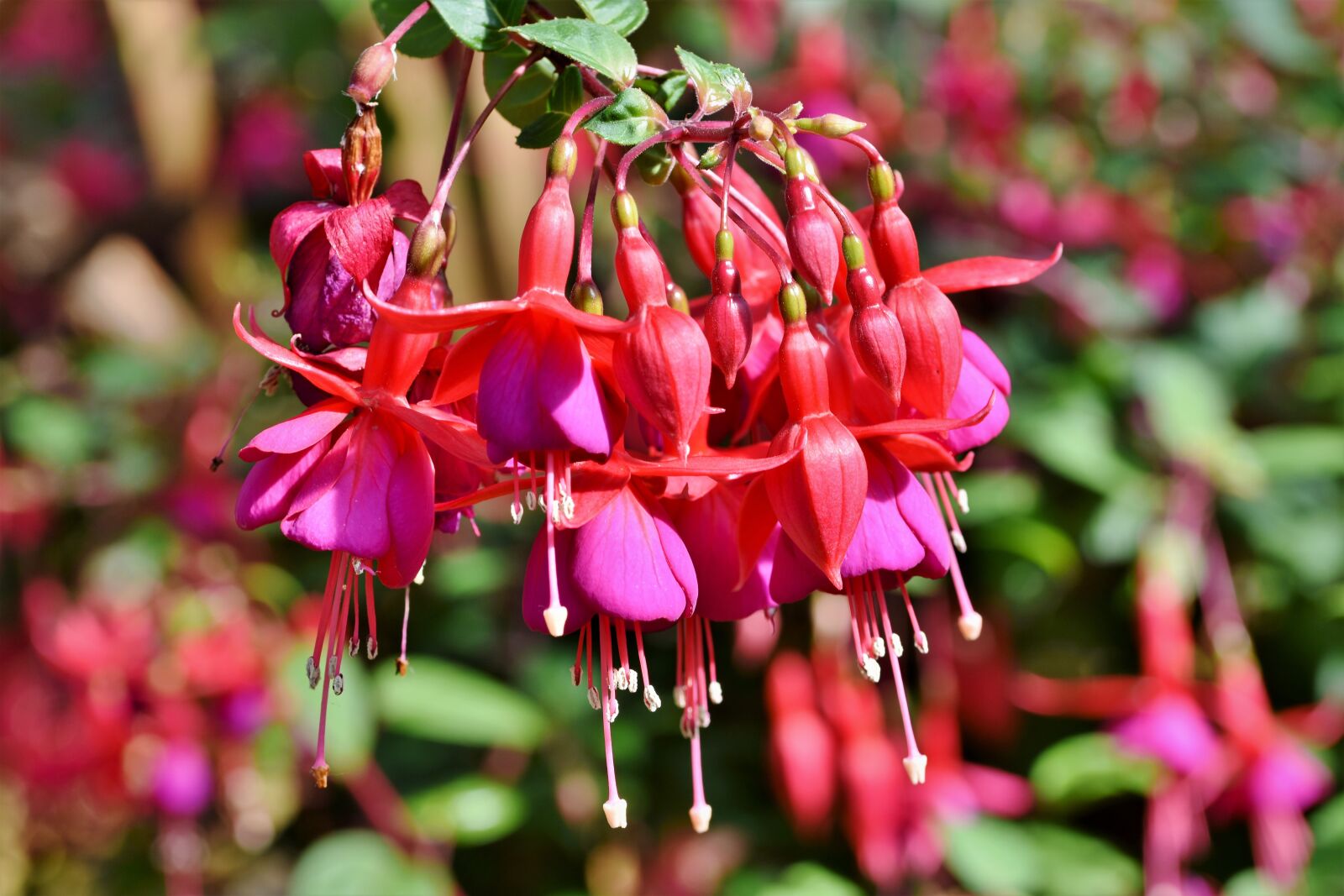 Nikon D7200 sample photo. Fuchsia, crocosmia, schwertliliengewaechs photography
