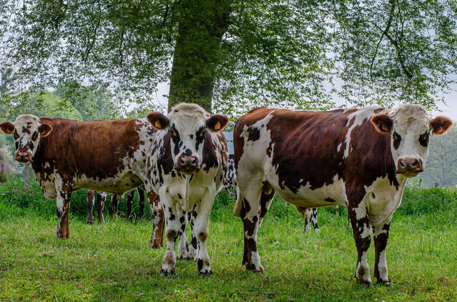 Nikon D7000 sample photo. Cow, three, portrait photography