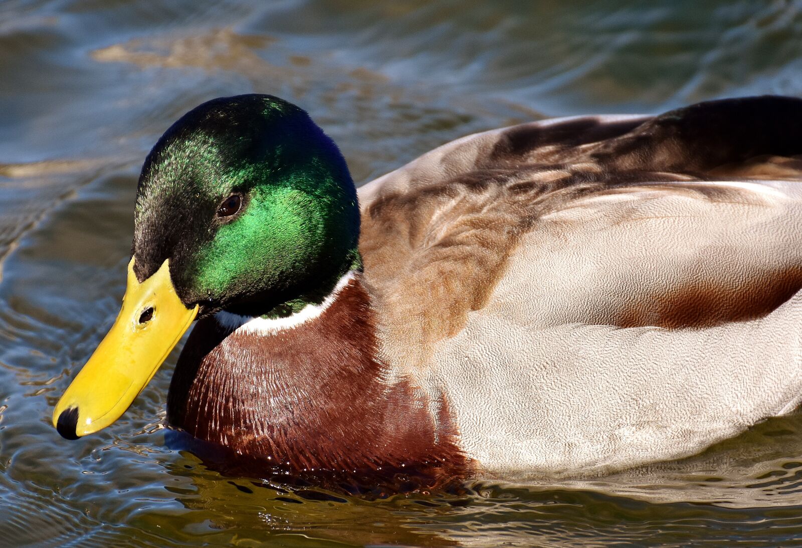 Nikon D7200 sample photo. Duck, mallard, drake photography