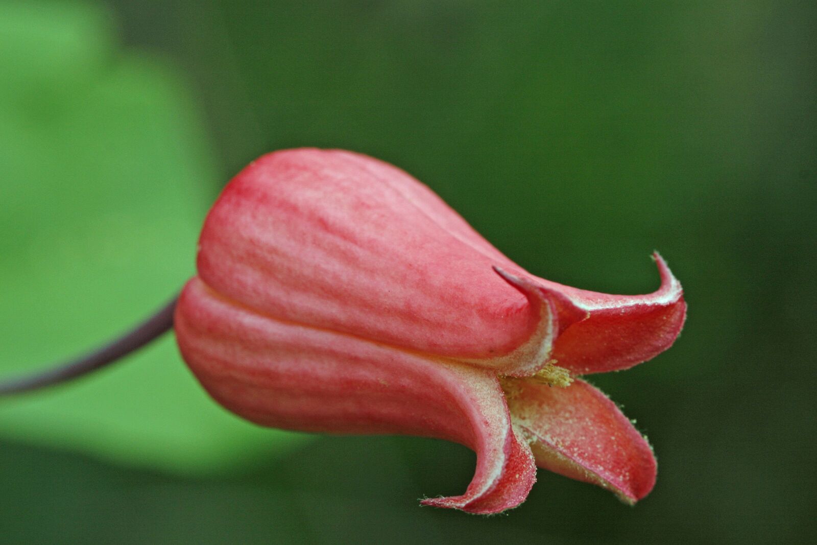 Canon EOS 30D sample photo. Scarlet, leatherflower, red photography