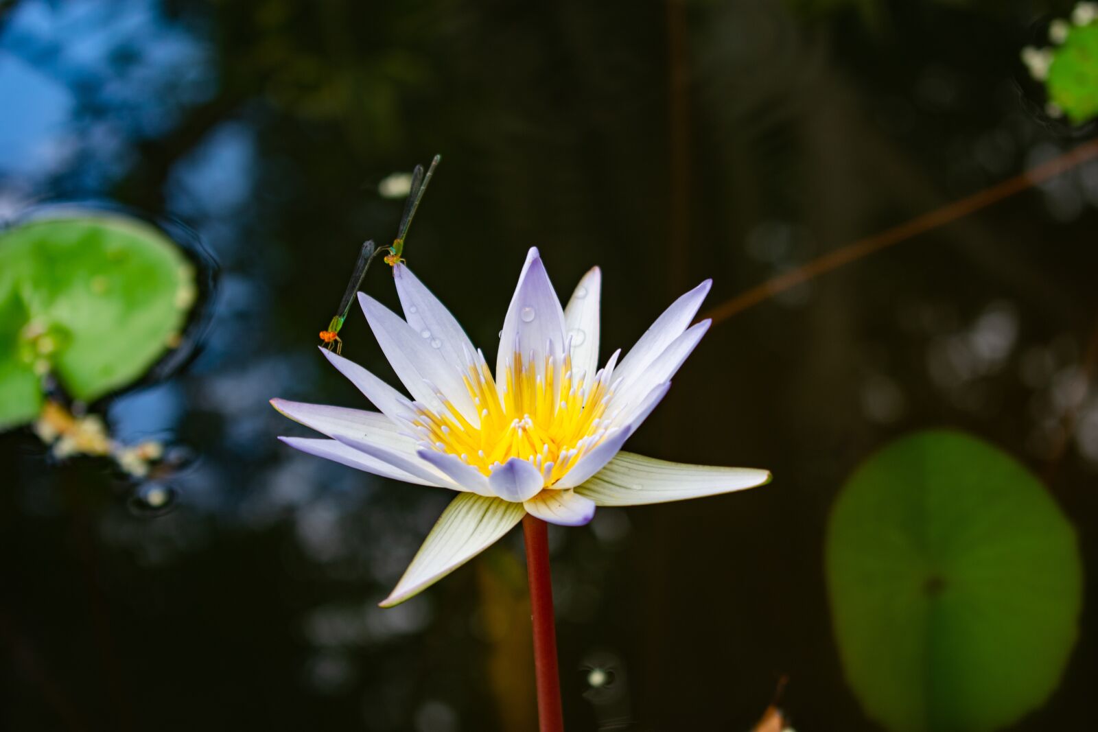 Nikon D3400 sample photo. Green, forrest, leaf photography