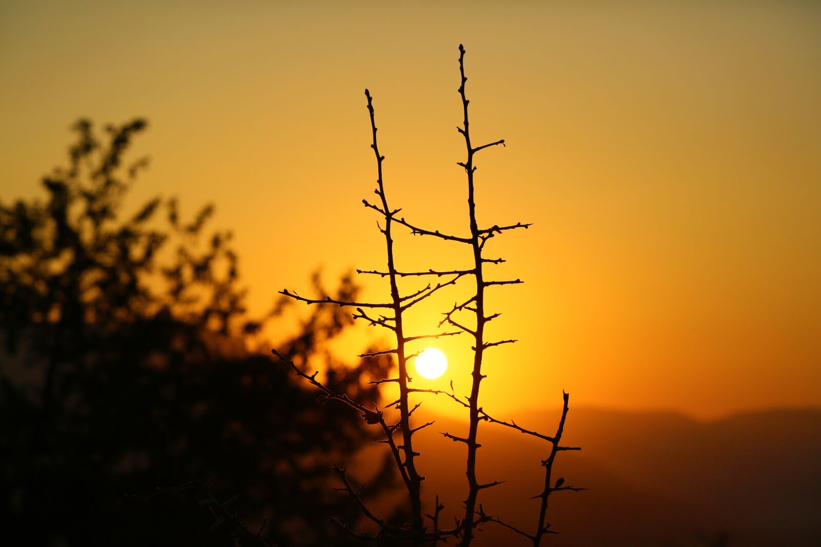 Canon EF 24-105mm F4L IS USM sample photo. Sunset, nature, branches photography