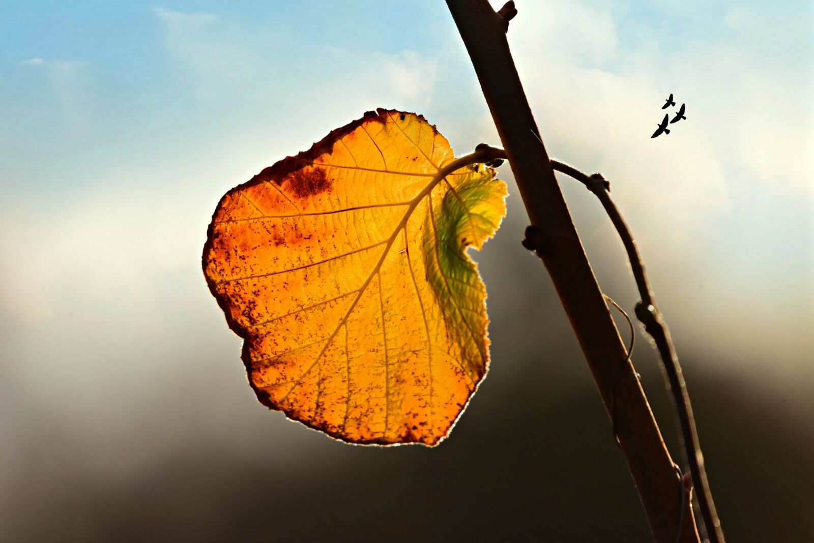 Nikon D750 sample photo. Autumn leaf, vein, pattern photography