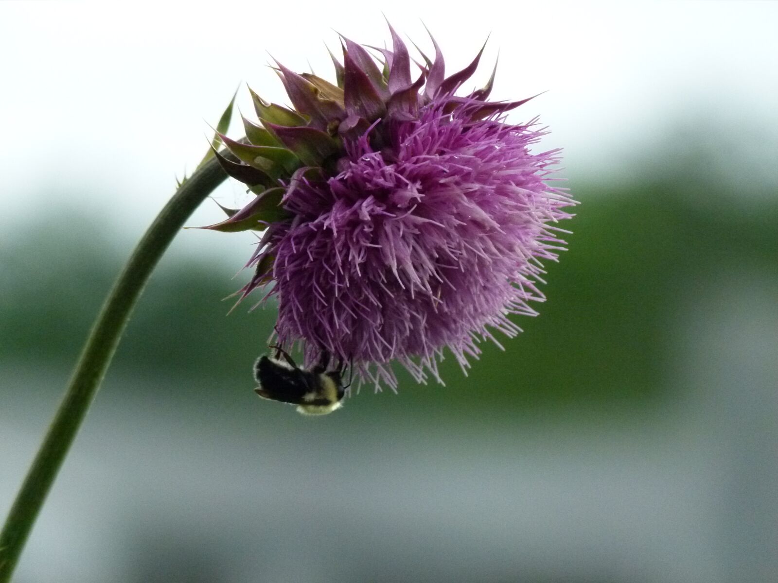 Panasonic Lumix DMC-FZ100 sample photo. Bumble bee, bee, bumble photography