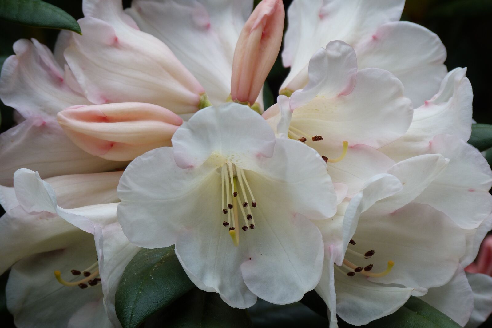 Panasonic Lumix DMC-FZ40 (Lumix DMC-FZ45) sample photo. Flower, white, pink photography