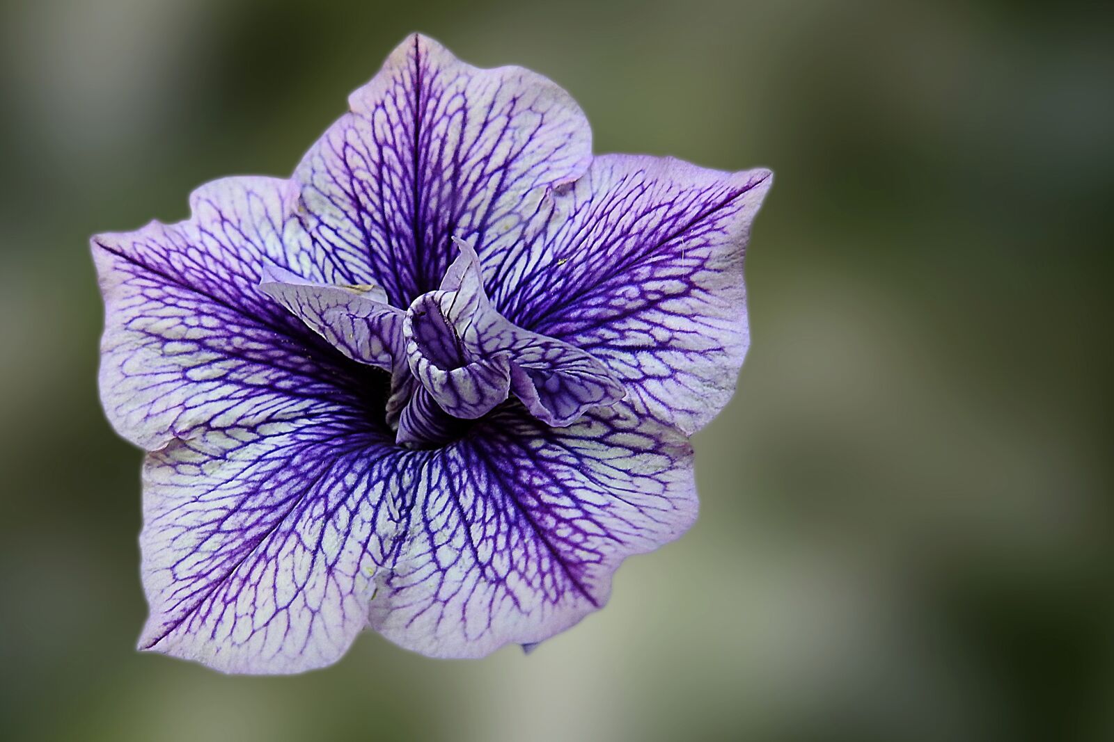 Nikon Coolpix P900 sample photo. Edelgeranie, violet, blue photography