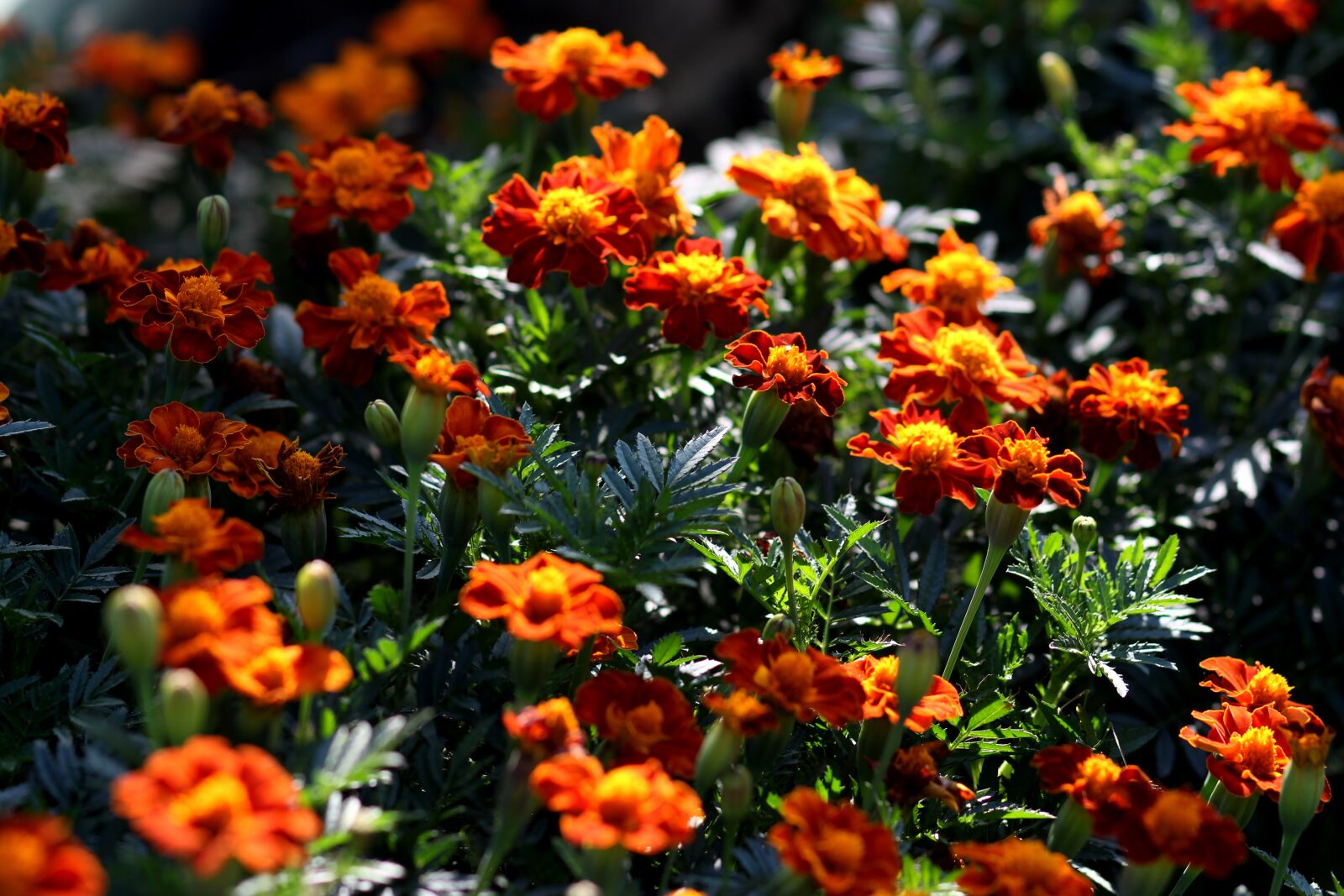 Canon EOS 700D (EOS Rebel T5i / EOS Kiss X7i) + Canon EF 85mm F1.8 USM sample photo. Craita, garnet-red, flower photography