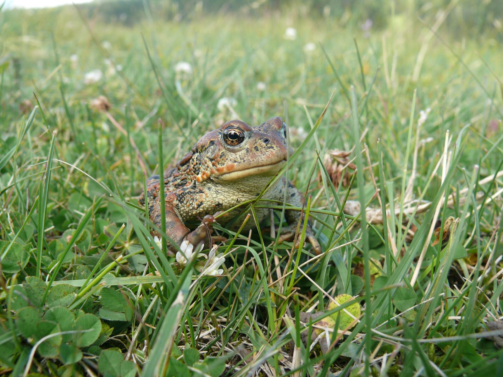 Panasonic DMC-FZ50 sample photo. Frog, wildlife, amphibian photography