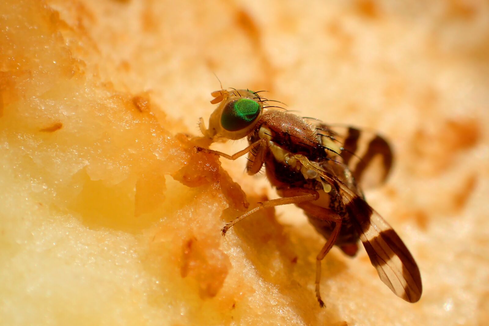Olympus TG-3 sample photo. Nature, insect, small photography