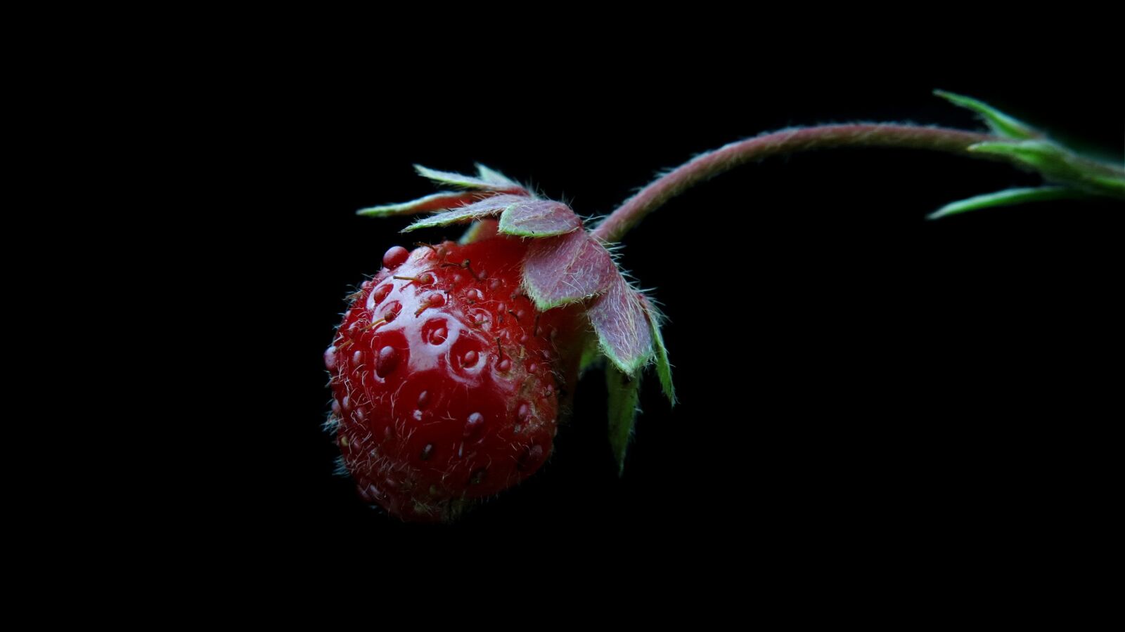 Canon PowerShot G15 sample photo. Strawberry, red, fruit photography