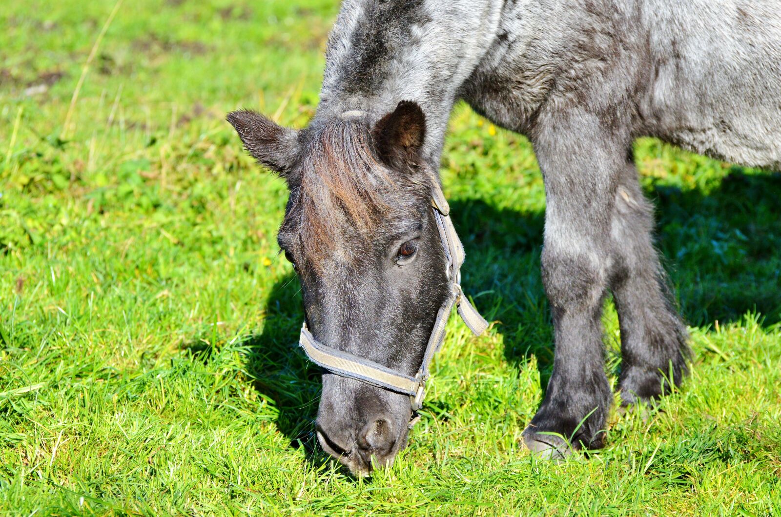 Nikon D3200 sample photo. Horse, ride, reiter photography