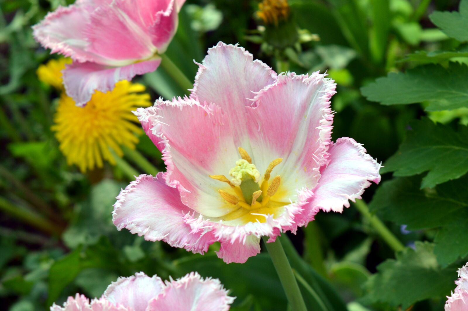 Nikon D3200 sample photo. Tulip, pink, white photography