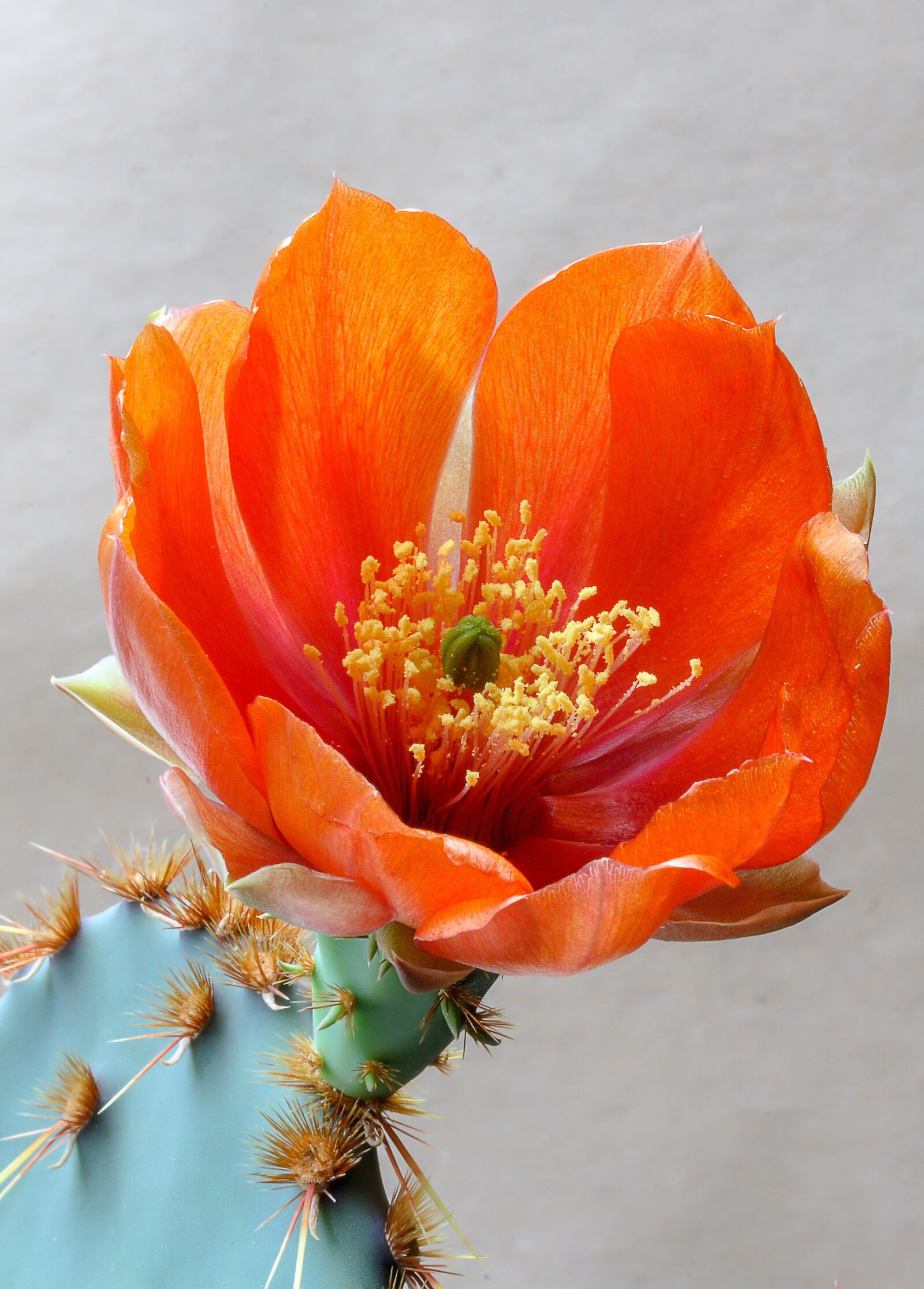 Canon EOS 400D (EOS Digital Rebel XTi / EOS Kiss Digital X) sample photo. Flower, cactus, opuntia photography