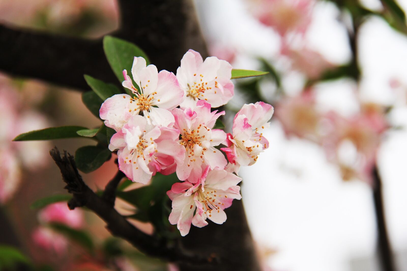 Canon EF-S 18-200mm F3.5-5.6 IS sample photo. Cherry blossom, peony, march photography