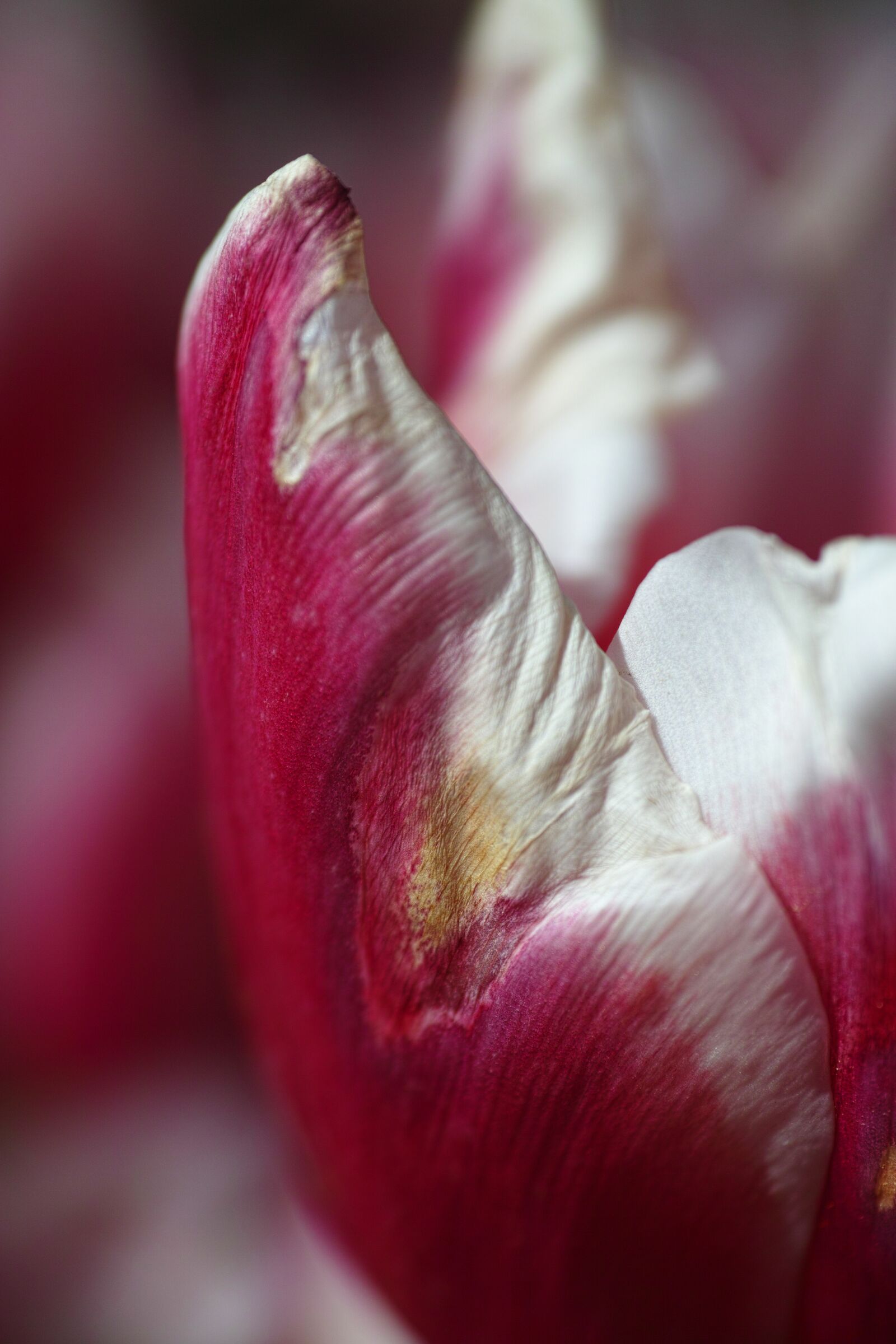 Sigma DP3 Merrill sample photo. Tulips, flower, flowers photography
