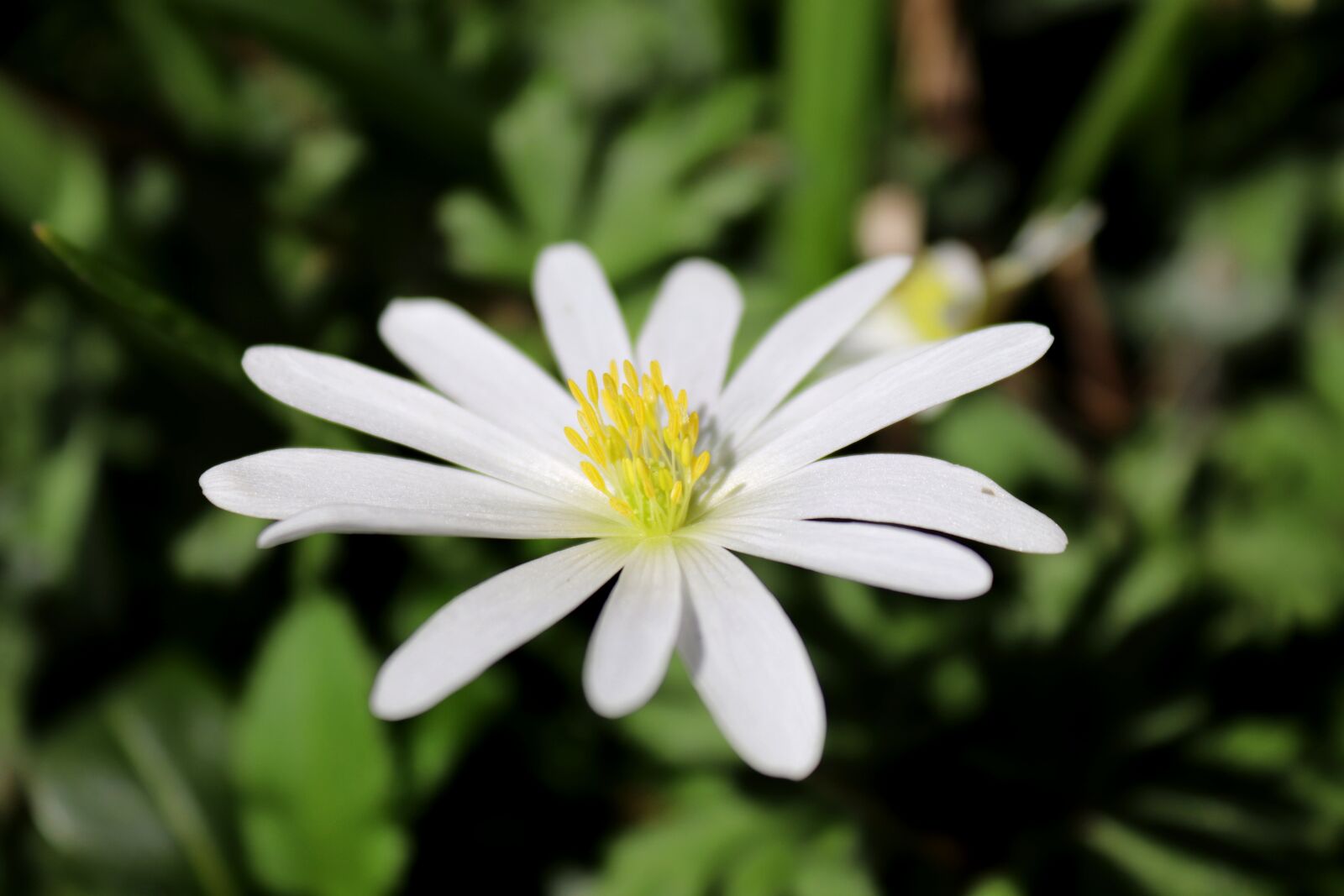 Canon EOS 200D (EOS Rebel SL2 / EOS Kiss X9) sample photo. Anemone, nature, flower photography