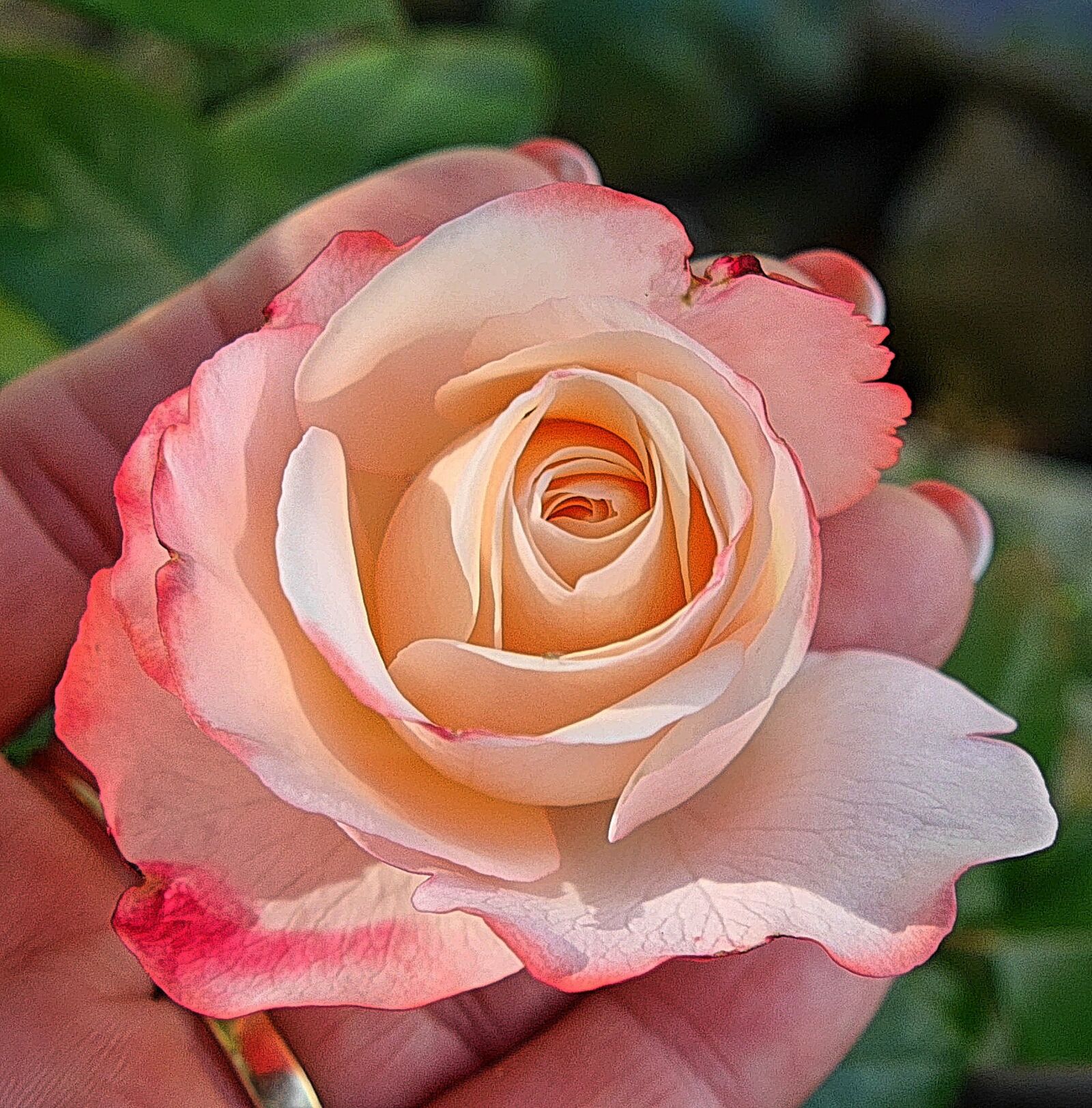 Panasonic Lumix DMC-G6 sample photo. Rose, love, pink photography