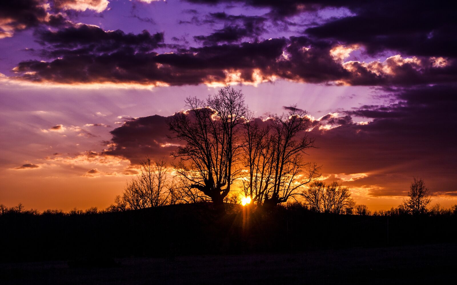 Nikon D3000 sample photo. Villaverde del monte, oak photography