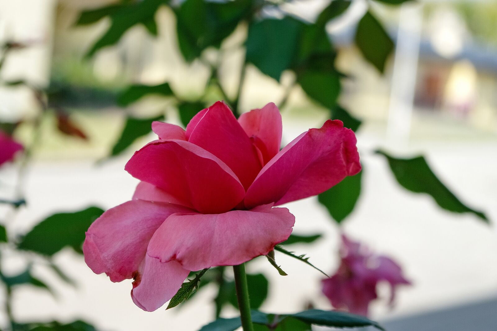 Samsung GX-20 sample photo. Flower, rose, pink photography