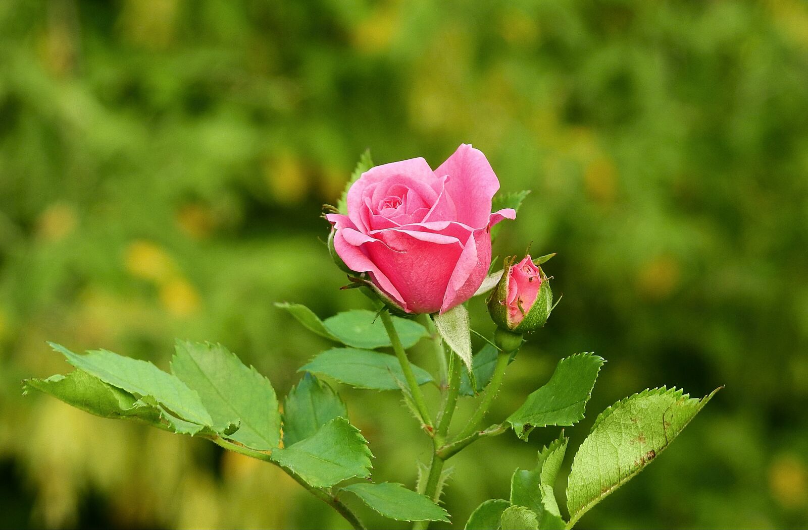 Nikon Coolpix P900 sample photo. Rose, pink, the smell photography
